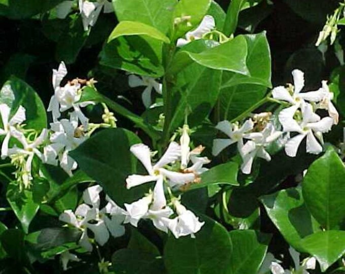 Confederate Jasmine Evergreen Fragrant Vine Live Plant Trade Gallon Pot