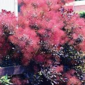 Royal Purple Smokebush Tree ( cotinus ) - Live Plant -  Quart Pot