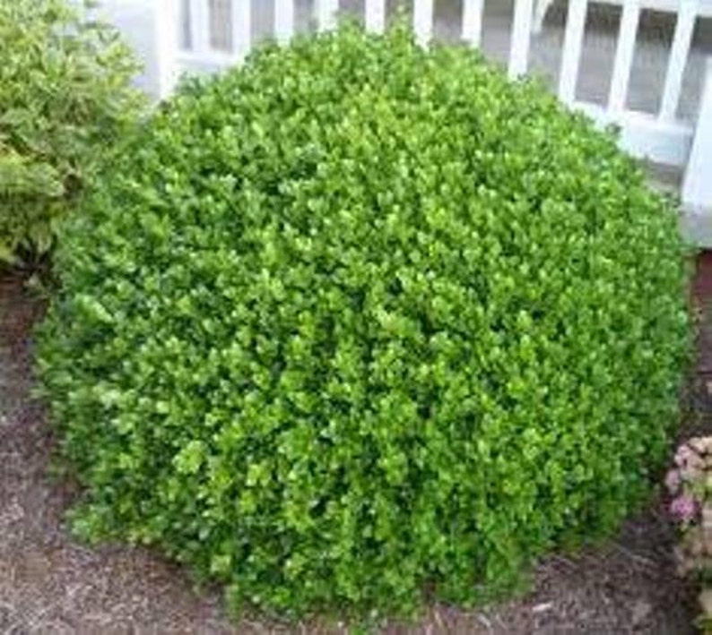 Wintergreen Korean Boxwood Buxus Live Plant Full Etsy