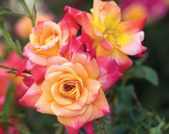 May include: A cluster of vibrant roses with a mix of pink, orange, and yellow hues. The petals are soft and delicate, creating a beautiful floral display.