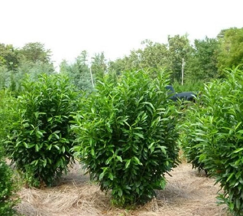 Skip Cherry Laurel schip Live Plant 3 Gallon Pot Etsy