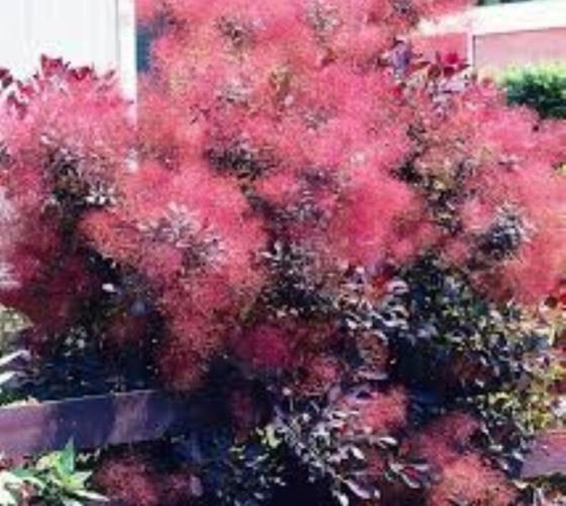 Купить Семена Скумпии В Интернет Магазине