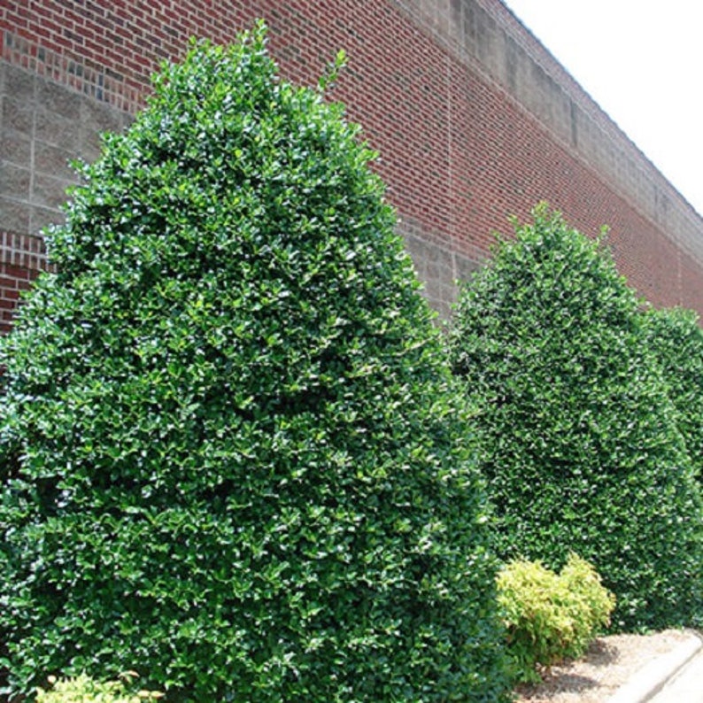 Nellie R. Stevens Holly Tree 34 Feet Tall 7 Gallon Pot Etsy