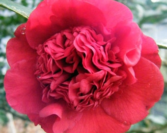 Professor Sargent Red Camellia Japonica - Live Plant - ( 2.5 QT )