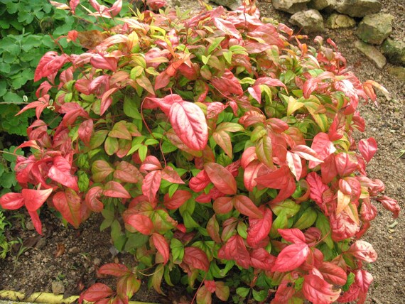 Trade Gallon Pot Blush Pink Nandina Live Plant