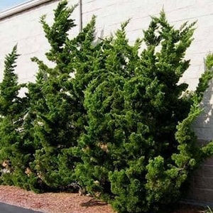Hollywood Juniper Tree ( Kaizuka ) - Live Plant - ( 2.5 QT )