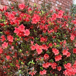 Red Formosa Azalea ( southern indica ) - Live Plant - ( 1 QT )