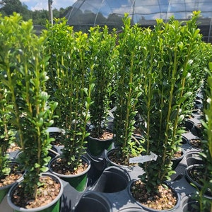 4 - Sky Pencil Japanese Holly Trees - Live Plant - ( 1 QT ) ( 4 plants )