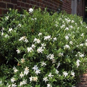 Frost Proof Gardenia ( cape jasmine ) - Live Plant - ( 2.5 QT )