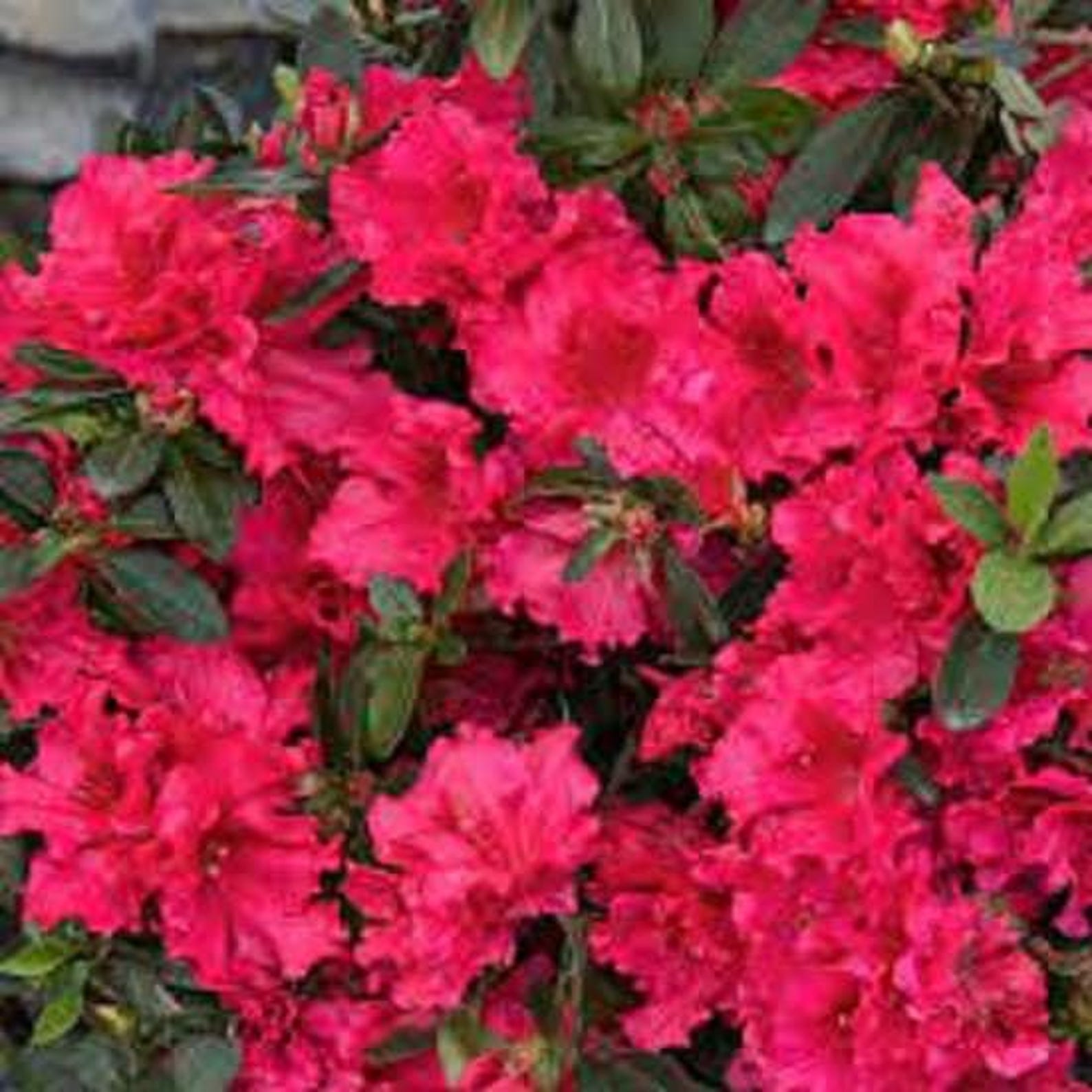 Red Ruffle Azalea ( Rutheford Hybrid ) - Live Plant - ( 1 QT ) - Etsy