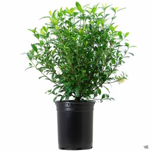 August Beauty Gardenia ( cape jasmine ) - Live Plant - 2 Gallon Pot