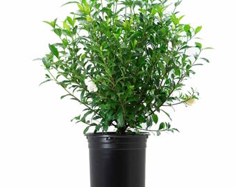 August Beauty Gardenia ( cape jasmine ) - Live Plant - 2 Gallon Pot
