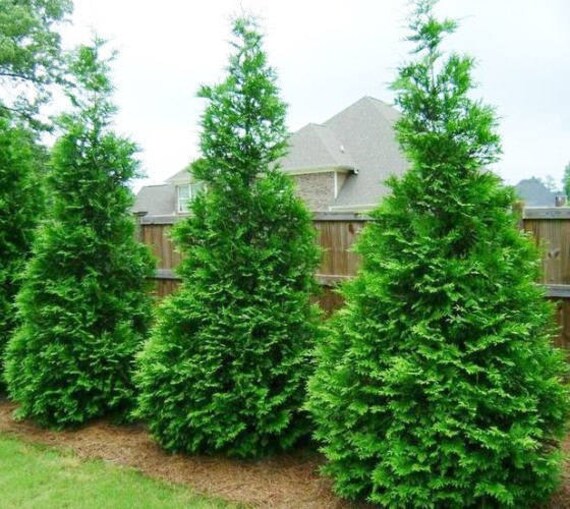 Green Giant Arborvitae Tree ( Thuja ) - Live Plant - ( 2.5 QT )