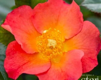 May include: A vibrant coral-orange rose flower with five broad, rounded petals and a prominent, textured golden-yellow center filled with stamens. The bloom is set against a backdrop of dark green foliage, with the text Star Roses and Plants.
