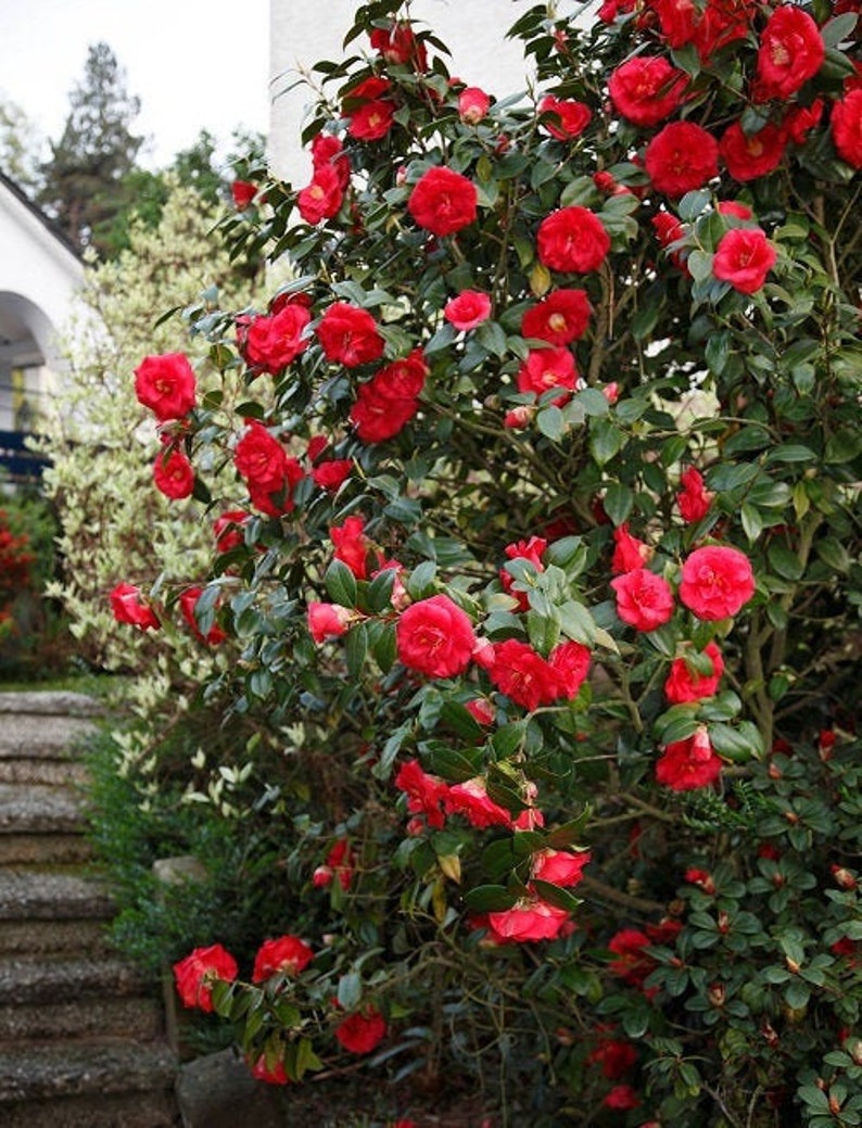 April Tryst Red Camellia Japonica Zone 6 Live Plant Etsy