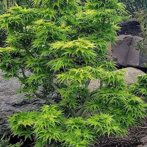 May include: A vibrant green Japanese maple tree with finely textured, deeply lobed leaves. The tree's branches are visible, and it is set against a backdrop of rocks and other greenery. The leaves have a bright, almost neon, green hue.