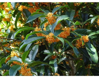 1 - Apricot Echo Orange Tea Olive ( osmanthus ) - Starter Plant ( L4 ) ( 1 live plant )