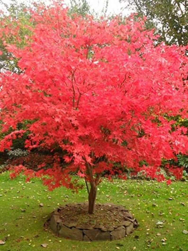 Fireglow Upright Red Japanese Maple Live Plant 2 Gallon image 2.