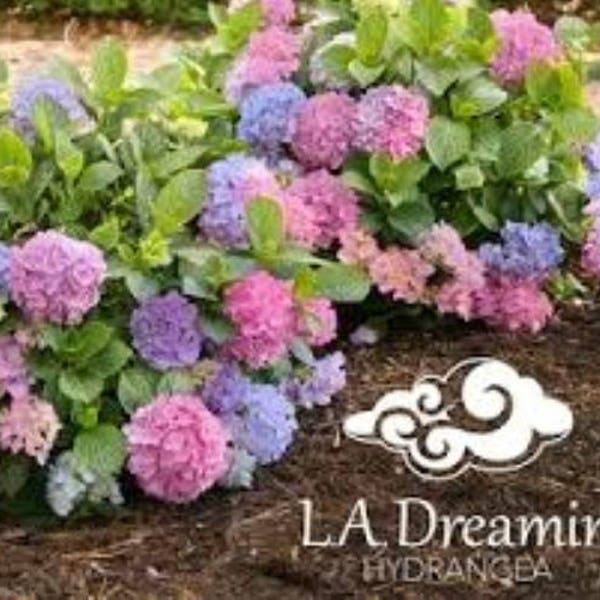 L.A. Dreamin Everblooming Mophead Hydrangea - Live Plant - ( 2.5 QT )