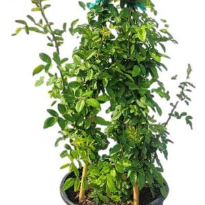 Peggy Martin Pink Climbing Rose - Live Plant - 3 Gallon pot