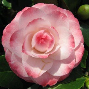 1 - Grace Albritton pink camellia japonica - Starter Plant ( 4L ) ( 1 live plant )