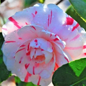1 - LA Peppermint Camellia Japonica - Starter Plant ( 4L ) ( 1 live plant )