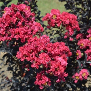 May include: Close-up of a crape myrtle bush with vibrant, deep pink flowers. The flowers are clustered together, creating a full, textured appearance. The leaves are a dark, almost black color, providing a striking contrast to the bright blooms. The background is blurred.