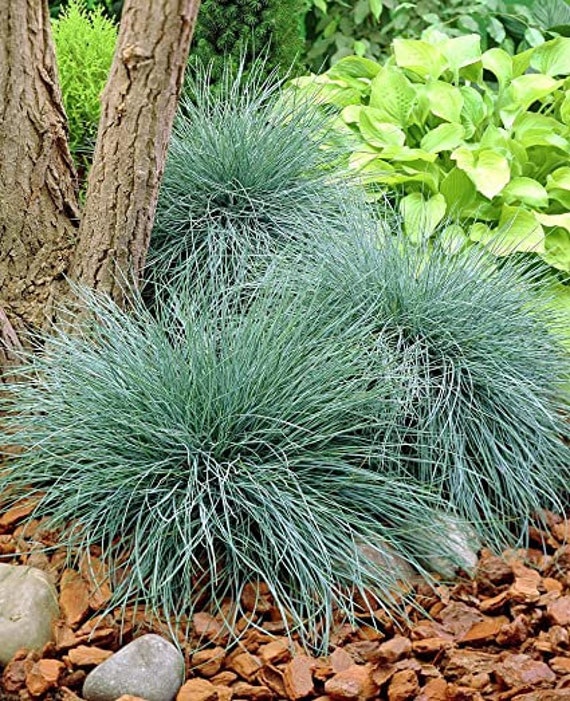 1 Beyond Blue™ Fescue Grass Starter Plug SM 1 Plant Etsy