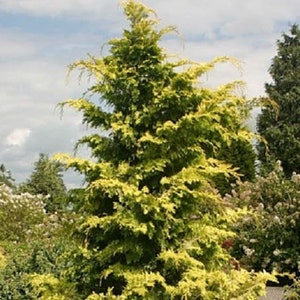 Crippsii Golden Hinoki Cypress -- Starter Plant ( 5 m ) ( 1 live plant )