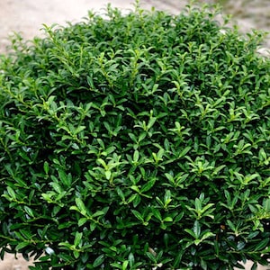 4 - Soft Touch Dwarf Japanese Holly - Live Plant - ( 1 QT ) ( 4 live plants )