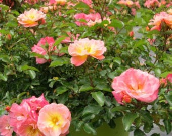 Peach Drift® Groundcover Rose - Live Plant - ( 1 QT )