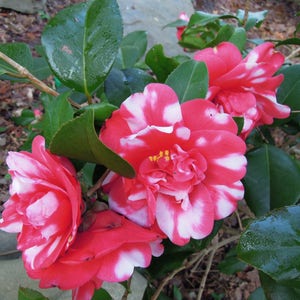 1 - Governor Mouton Camellia Japonica - Starter Plant ( 4L ) ( 1 live plant )