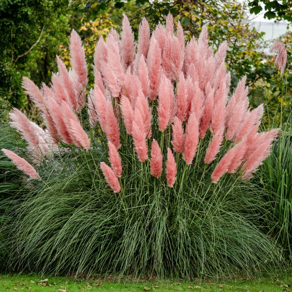 3 - Pink Pampas Grass ( cortaderia ) - Starter Plants ( ME ) - ( Pack of 3 )