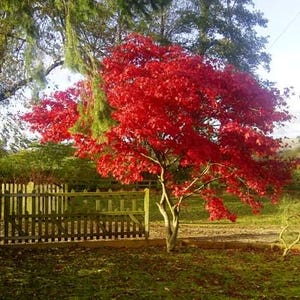 Fireglow Upright Red Japanese Maple - Live Plant - ( 2.5 QT )