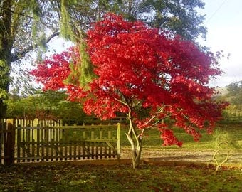 Fireglow Upright Red Japanese Maple - Live Plant - ( 2.5 QT )