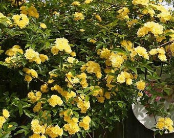 Lady Banks Yellow Climbing Rose - Live Plant - ( 1 QT )