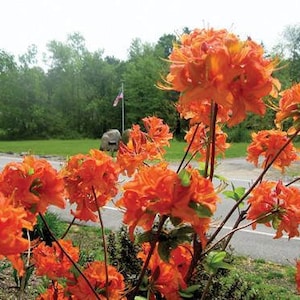 1 - Mandarin Lights Orange Deciduous Azalea - Starter Plant ( 7L ) ( 1 live plant )