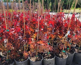 Fireglow Upright Red Japanese Maple - Live Plant - ( 2.5 QT ) - Etsy