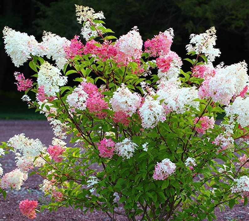 First Editions® Vanilla Strawberry™ Panicle Hydrangea Live Plant Full Gallon Pot image 3