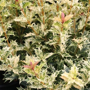 Goshiki Variegated Tea Olive ( osmanthus ) - Starter Plant ( 5L ) ( 1 live plant )