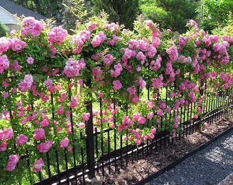 Peggy Martin Climbing Rose - Live Plant - ( 1 QT )