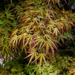 Arce japonés enano Kamagata - Planta viva - (2,5 cuartos)