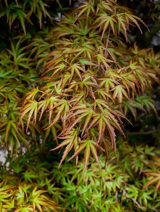 Kamagata Dwarf Japanese Maple - Live Plant - ( 2.5 QT )