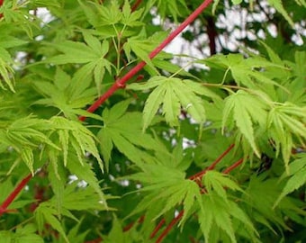 Sango Kaku Japanese Maple - Live Plant - ( 2.5 QT )