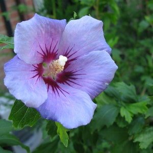 Blue Bird Hibiscus ( Althea ) - Rose Of Sharon - Live Plant - Quart Pot