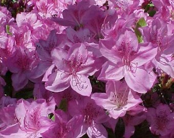 Poukhanense Lavender Korean Azalea - Starter Plant ( 8m ) ( 1 live plant )