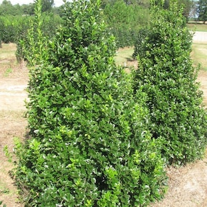 3 - Oak Leaf™Holly Tree ( ilex conaf ) - Starter Plants ( 4L ) ( 3 live plants )