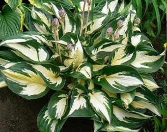 Fire and Ice Variegated Hosta - Live Plant - ( 1 QT )