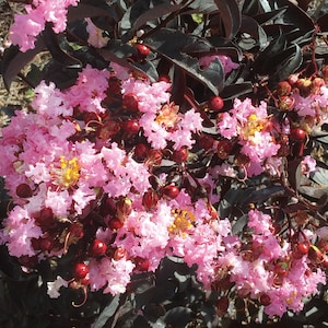 Indulgence® Strawberry Gelato Crape Myrtle - Trade Gallon Pot