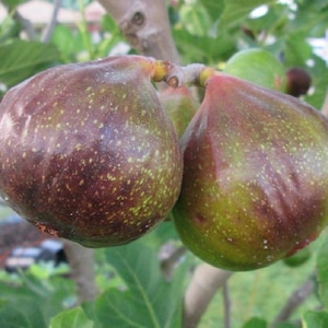 May include: Two ripe figs hanging from a tree branch. The figs are a deep purple color with green and yellow speckles. The skin has a smooth texture. The background includes green leaves and tree branches.